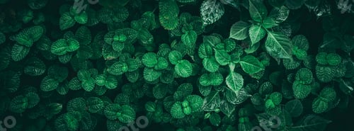 Preview: Close up group of background tropical green leaves texture and abstract background.