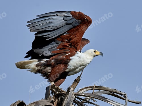 Preview: African fish eagle (Haliaeetus vocifer),