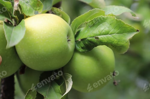 Preview: Green apples