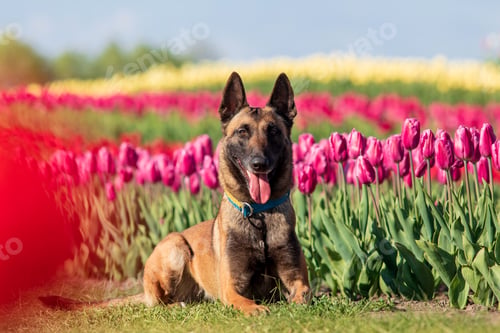 Preview: Beautiful Malinois dog enjoying a colorful field of tulips. Serene nature backdrop with the loyal co