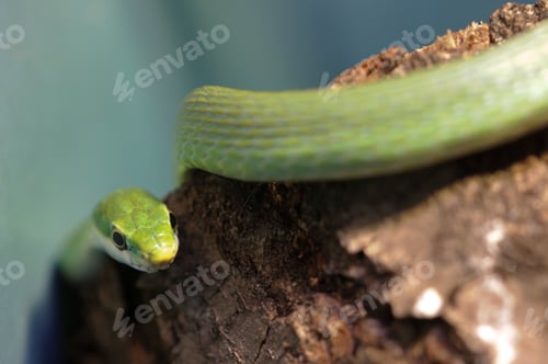 Preview: Green Snake