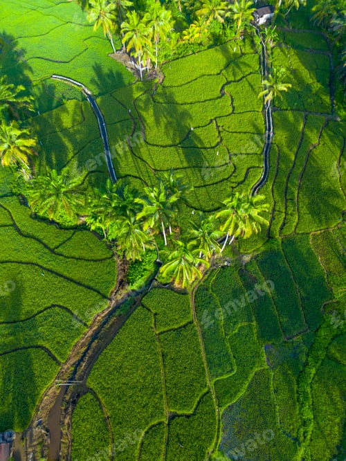 Preview: beauty landscape paddy fields natural beautiful morning view from asia
