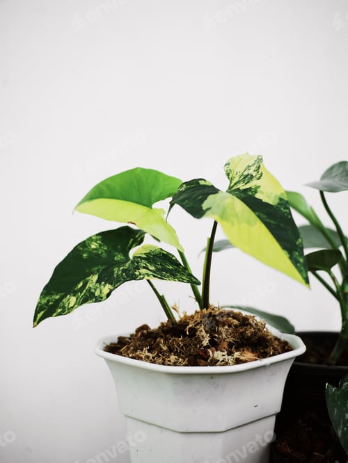 Preview: Syngonium Podophyllum is variegated plant white and green color in the pot.