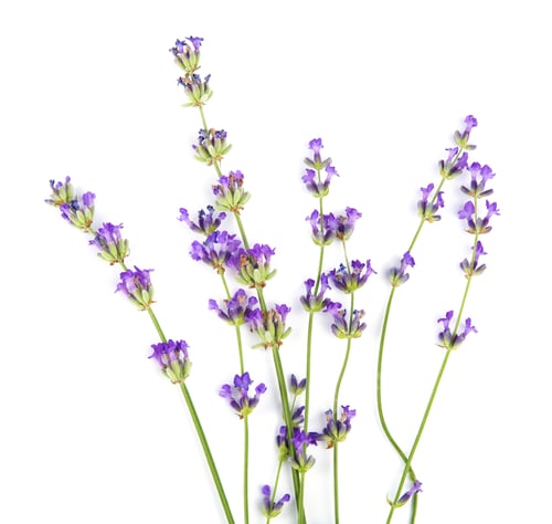 Preview: Beautiful tender lavender flowers on white background, top view