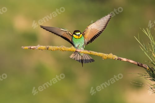 Preview: Vibrant Bee-eater during mating season on a branch in the wild
