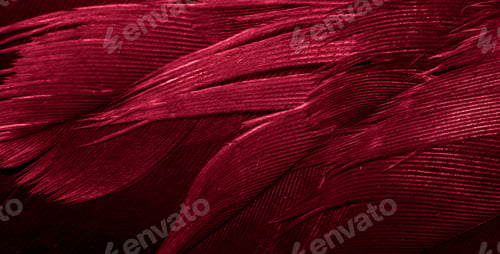 Preview: red hawk feathers with visible detail. background or texture