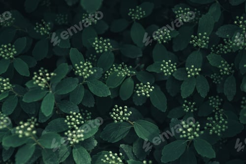 Preview: full frame image of green leaves and white flowers background