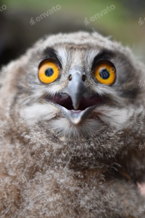 Preview: Vertical portrait of a confused owl during the daytime