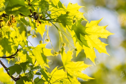Preview: young green leaves of maple