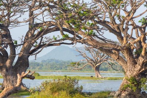 Preview: Trees on Sri Lanka