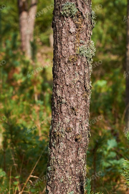 Preview: Pine trees