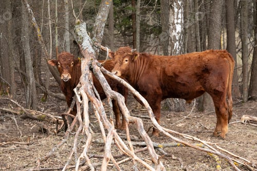 Preview: Two Brown Cows Standing in a Forest