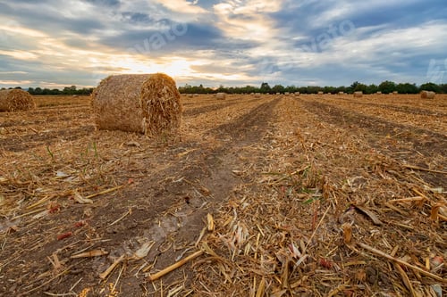 Preview: after harvest