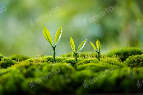 Preview: Trees grow on moss in green nature,Growing in green nature and protecting the growth