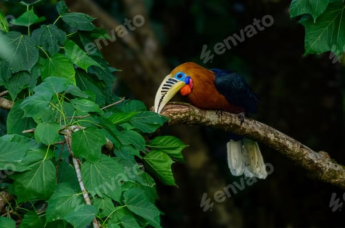 Preview: Closeup of a rufous-necked hornbill perched on a tree branch