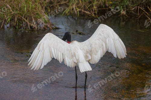 Preview: Jabiru