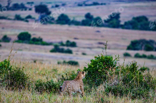 Vista previa: Cheetah Wildlife Wild Animas Maasai Mara National Game Reserve Kenya