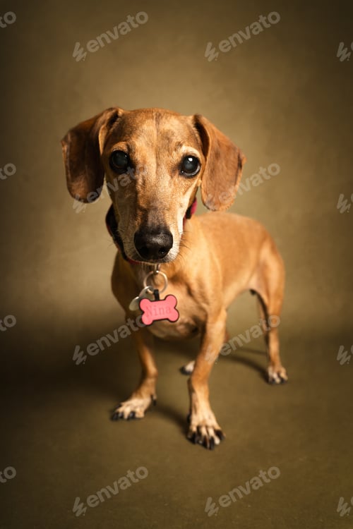 Preview: Small brown dog with floppy ears and a pink collar stands confidently against a textured backdrop