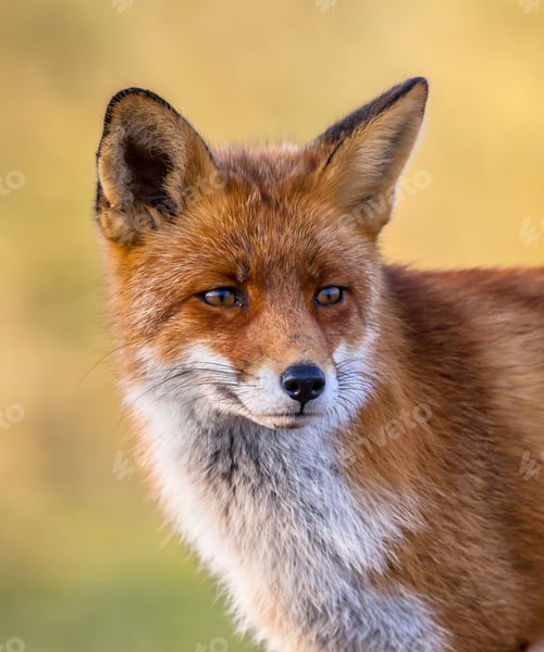 Preview: Red fox full portrait