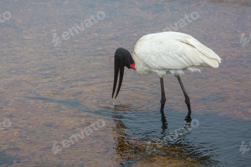 Preview: Jabiru