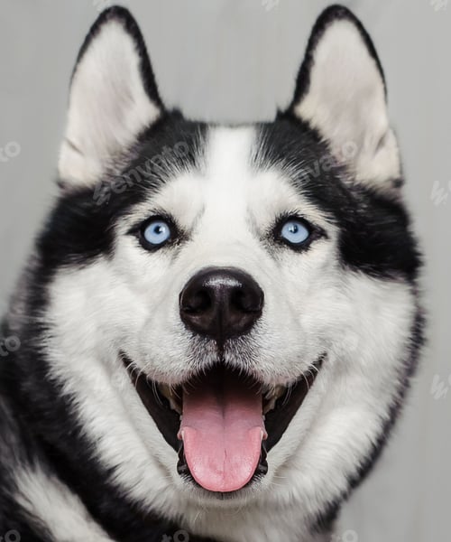 Preview: dog, siberian husky, pets, dogs, wilderness