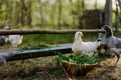 Preview: Young chickens and roosters eat organic feed from feeders on a green farm in nature without