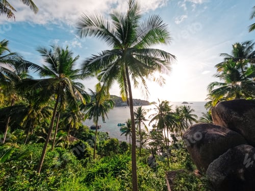 Preview: Beaches and coconut palms on a tropical island