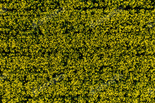 Preview: top view of a yellow rapeseed field in Belarus, an Agricultural area. aerial photography. Spring
