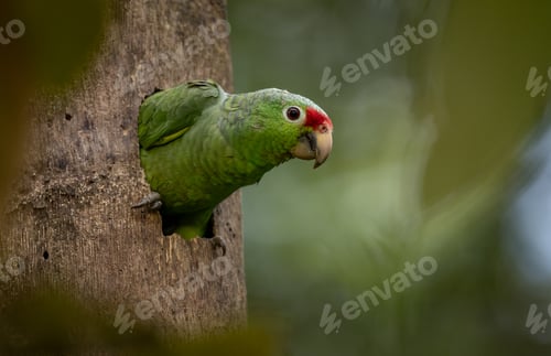 Preview: A Parrot in Costa Rica