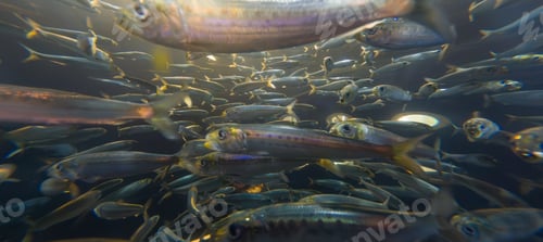Preview: School of fish swimming in the ocean