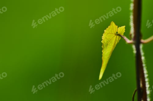 Preview: Green leaves on a green background in the spring. Shallow depth of field