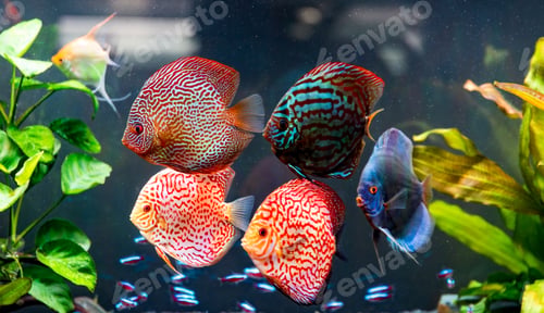 Preview: Colorful fish from the spieces Symphysodon discus in aquarium