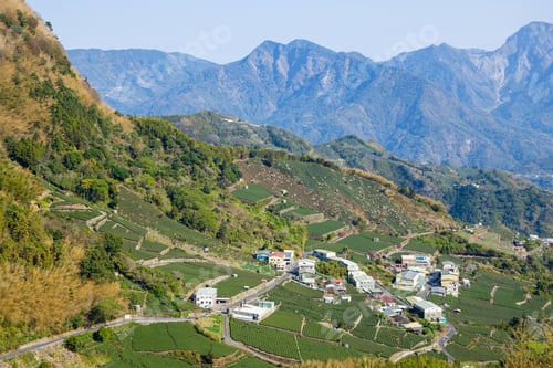 Preview: Lots of tea field over the mountain in Alishan of Shizhuo in Taiwan