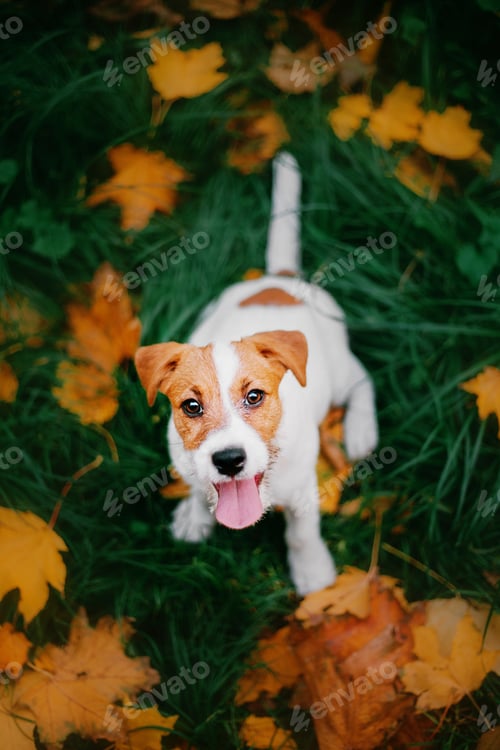 Preview: Jack Russell Terrier puppy looking up. Autumn background