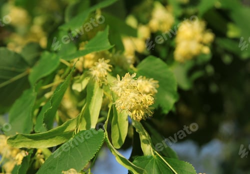 Preview: Linden tree in bloom, against a green leave