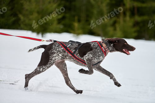 Preview: Winter sled dog racing running pointer dog, snowy forest background