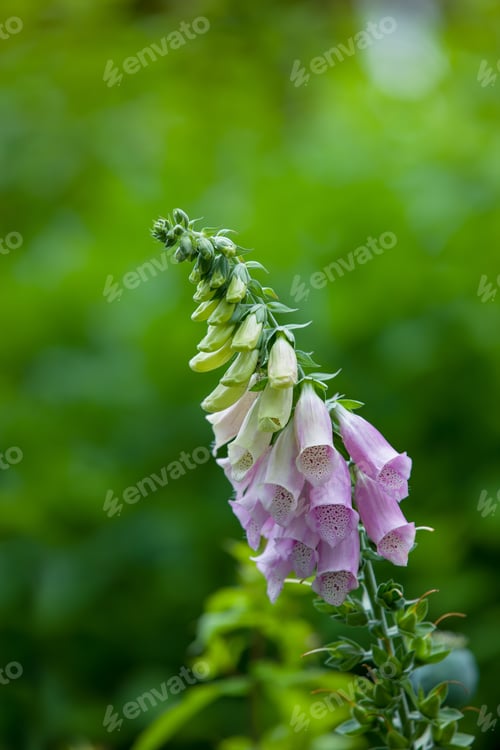 Preview: Colorful foxgloves - digitalis purpurea