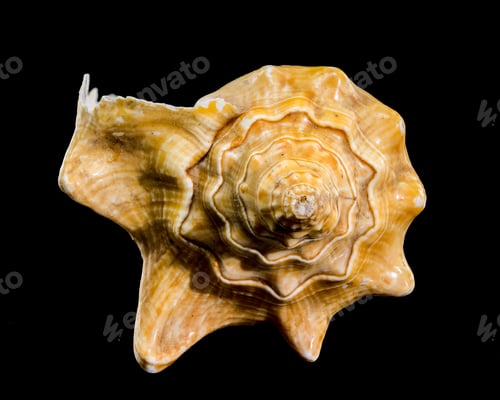 Preview: Golden Strombus Shell on black background