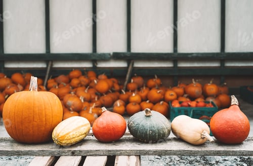Preview: Colorful pumpkins and squashes in different varieties. Background