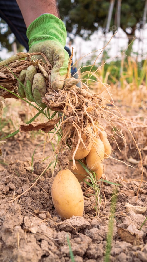 Preview: Male hands harvesting fresh organic potatoes from soil. Man gathered potatoes