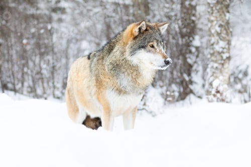 Preview: Beautiful alpha male wolf stands in the snow in beautiful winter forest