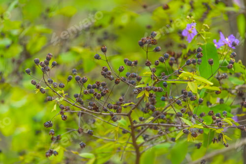 Preview: Into the forest. Nature composition.