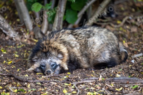 Preview: Raccoon dog sleeping on the ground