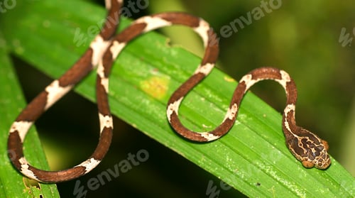 Preview: Blunthead Tree Snake, Napo River Basin, Amazonia, Ecuador
