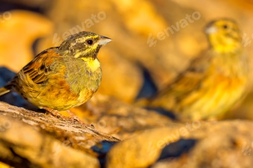Preview: Cirl Bunting, Mediterranean Forest, Spain