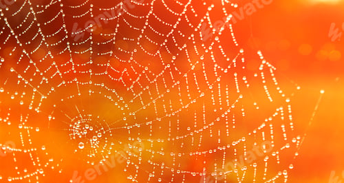 Preview: Dew on the web after the rain. Autumn concept. Copy space.