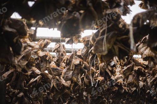Preview: Dried stockfish hanging from the wooden logs
