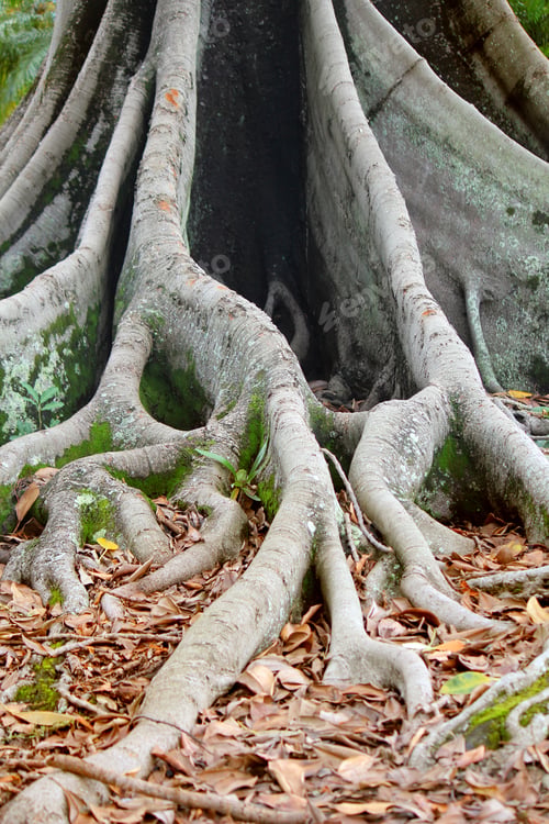 Preview: Trees, root system of the Australian Banyan tree (ficus macrophylla)