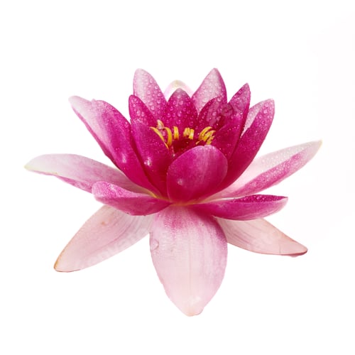 Preview: Lotus or water lily flower isolated on white background