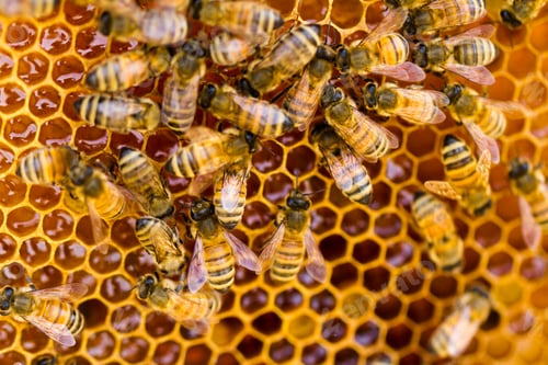 Preview: Beekeeping